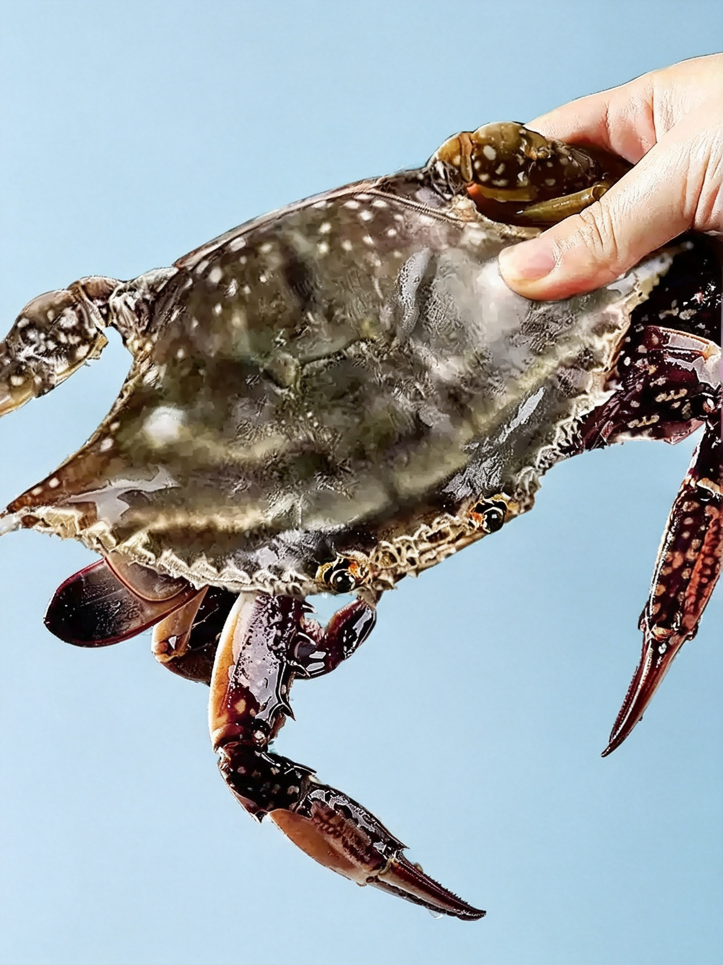 Frozen Raw Whole Swimming Crab