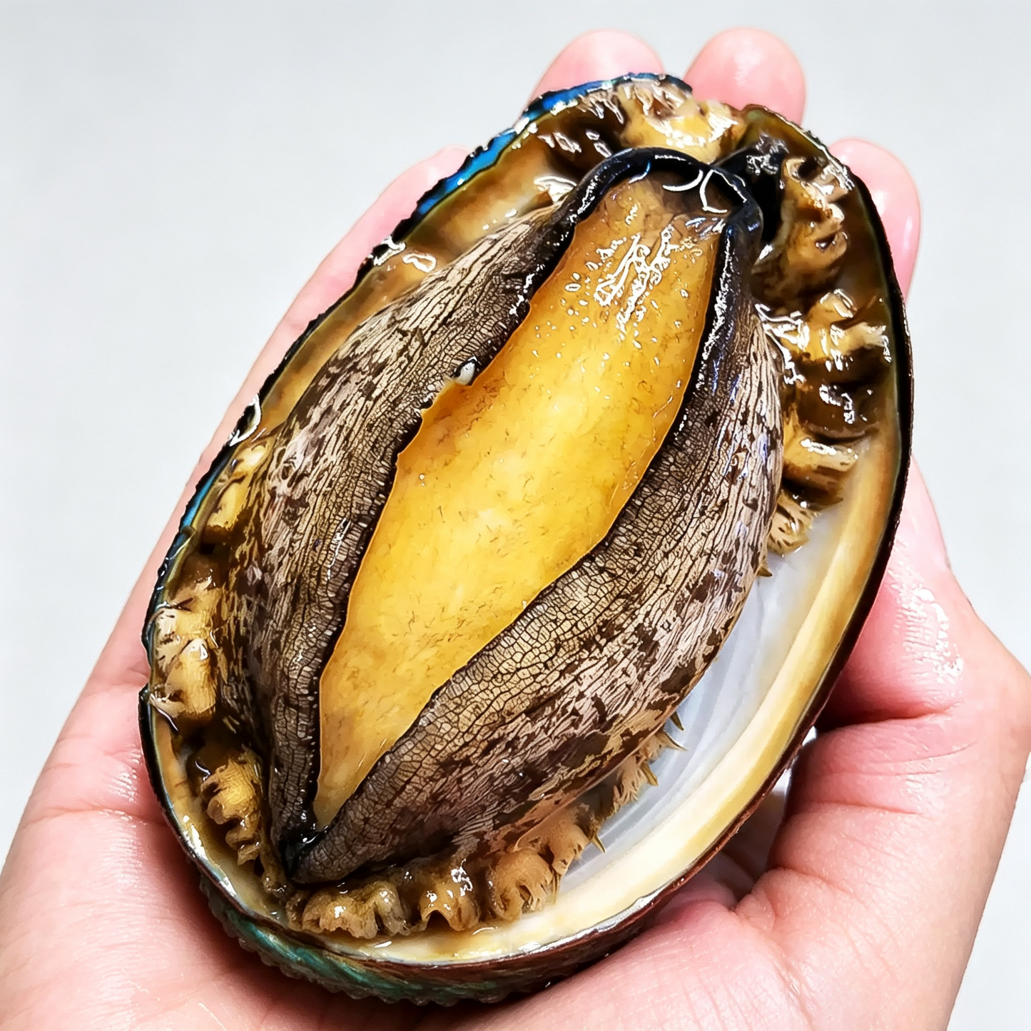 Frozen Raw Large Abalone