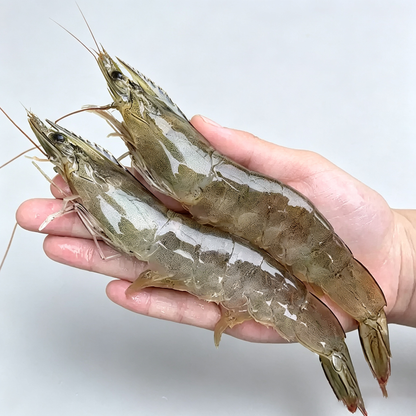 Frozen Raw Large Prawns