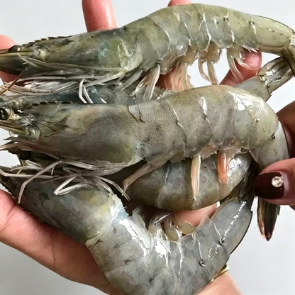 Frozen Raw Large Prawns